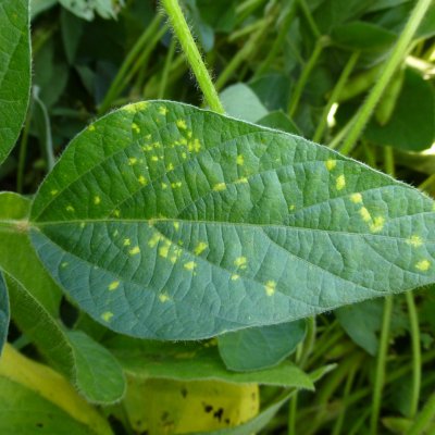 Downy Mildew of Soybean