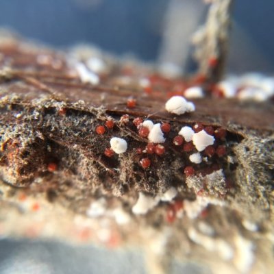 Red Crown Rot of Soybean