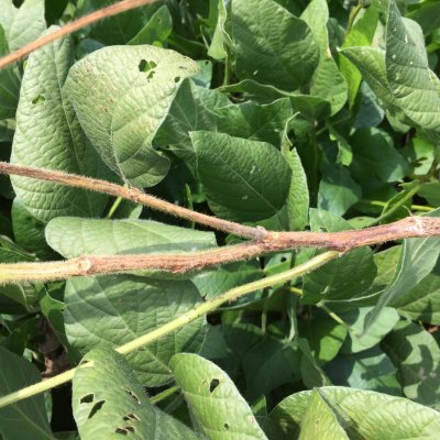 Don’t Get Lost in the Weeds: Additional Factors to Consider when Selecting Xtend Soybean Varieties
