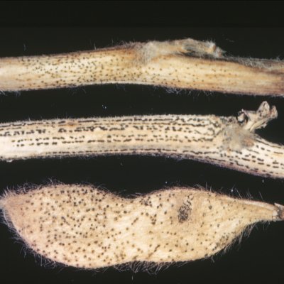 Pod and Stem Blight of Soybean