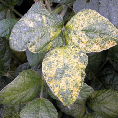 Alfalfa Mosaic of Soybean