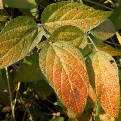 Cercospora Leaf Blight of Soybean