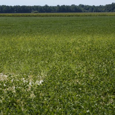 Other Nematodes of Soybean (Sting, Lesion, Reniform, and Lance)