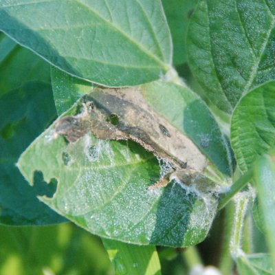 Aerial Blight of Soybean