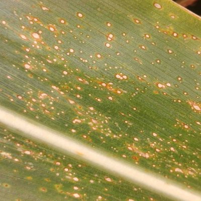 Curvularia Leaf Spot of Corn