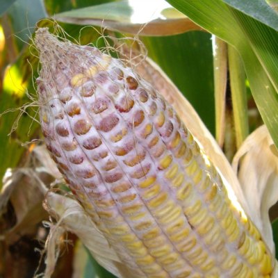 Scout for Ear Rots and Mycotoxins in Grain