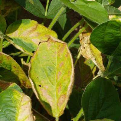 Glutamine Synthetase Inhibitor (HG 10) Herbicide Injury in Soybean