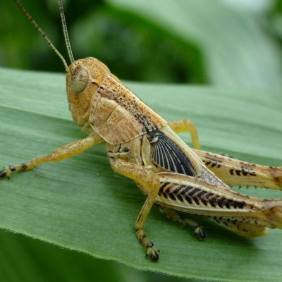 Grasshoppers in Alfalfa