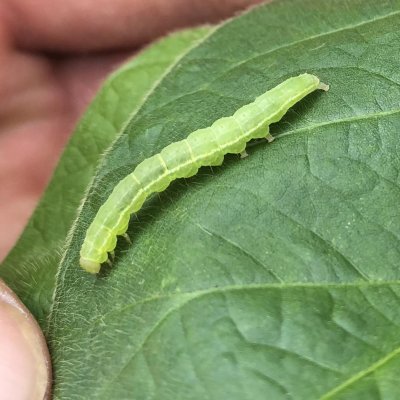 Caterpillar Defoliators in Alfalfa