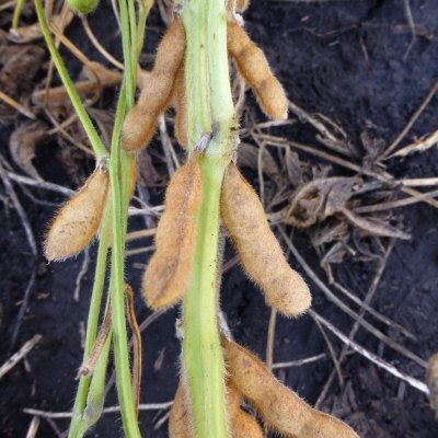 Green Stem in Soybean