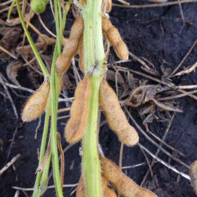 Delayed Senescence in Soybean