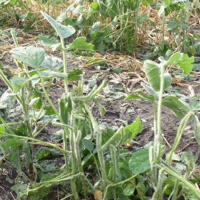 Hail Injury in Soybean