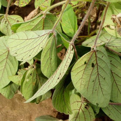 ALS (HG 2) Inhibitor Herbicide Injury in Soybean