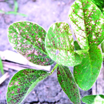 PPO Inhibitor (HG 14) Herbicide Injury in Soybean