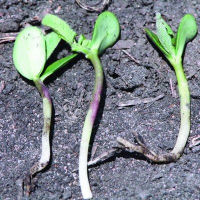 Root Inhibitor (HG 3) Herbicide Injury in Soybean