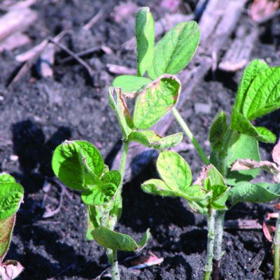Photosystem II Inhibitor (HG 5) Herbicide Injury in Soybean