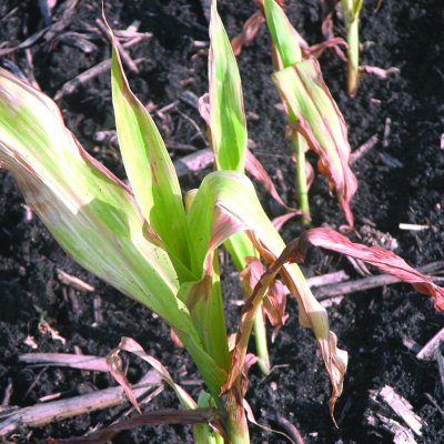 Glutamine Synthetase Inhibitor (HG 10) Herbicide Injury in Corn