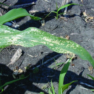PPO Inhibitor (HG 14) Herbicide Injury in Corn