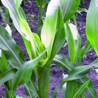 ALS (HG 2) Inhibitor Herbicide Injury in Corn