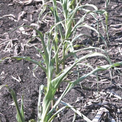 EPSPS Inhibitor (HG 9) Herbicide Injury in Corn