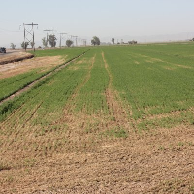 Flooding or Excess Moisture and High Temperatures in Alfalfa