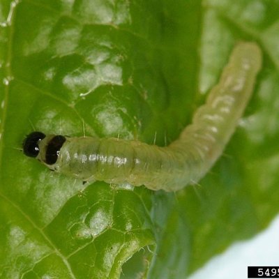Obliquebanded Leafroller in Soybean