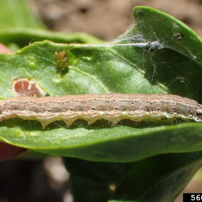 Webworms in Soybean
