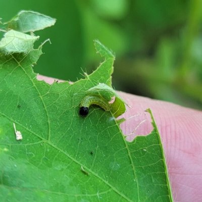 Leafrollers in Soybean