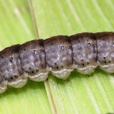 Black Cutworm in Soybean