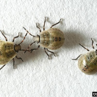 Brown Stink Bug in Soybean