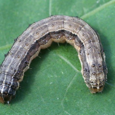 Fall Armyworm in Soybean