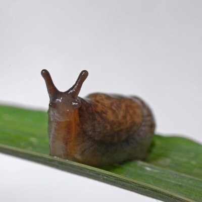 Slugs in Soybeans