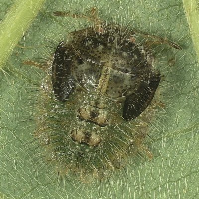 Kudzu Bug in Soybean