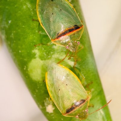 Redbanded Stink Bug in Soybean