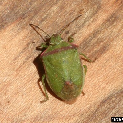 Redshouldered Stink Bug in Soybean