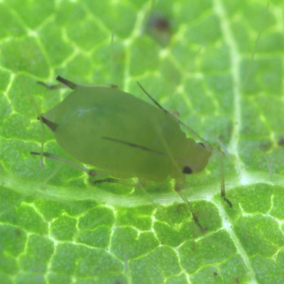 Soybean Aphid in Soybean