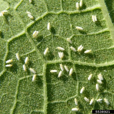 Whitefly in Soybean