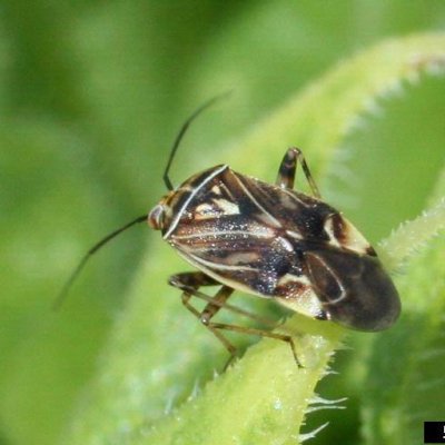 Tarnished Plant Bug in Soybean