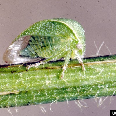 Threecornered Alfalfa Hopper in Soybean