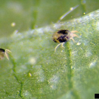 Twospotted Spider Mite in Soybean