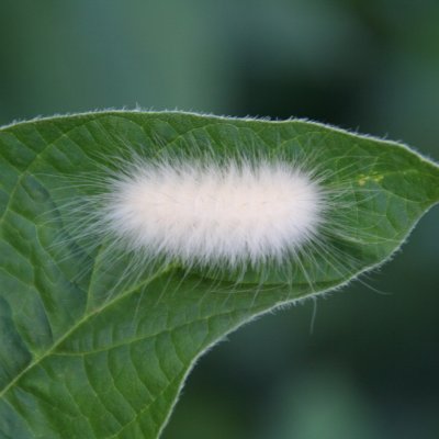 Woollybear Caterpillar Complex in Soybean