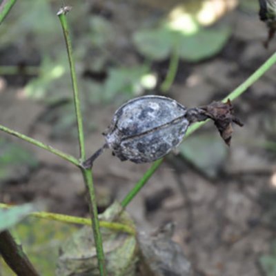 18 New Cotton Diseases Added to the CPN Encyclopedia