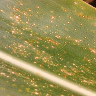 Disease Trends Come from the Source in CPN's New Field Updates
