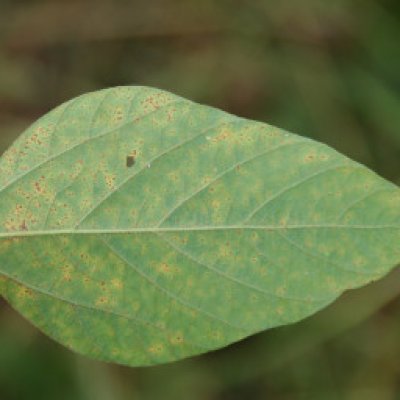 Fungicide Use in Field Crops Web Book