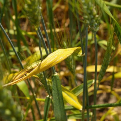 New Annual Reporting Shows Rots and Rust to Blame for Significant Wheat Disease Losses