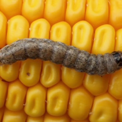 New Reports Reveal Impact of Cotton Diseases and Corn Invertebrate Pests on 2023 Crop Yields