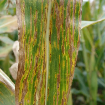 Bacterial Leaf Streak of Corn