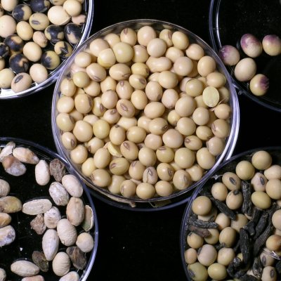 Scouting for Common Soybean Seed Diseases