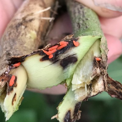 Soybean Gall Midge in Soybean