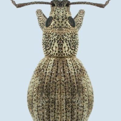 Imported Longhorned Weevil in Soybean
